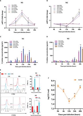 Brucella abortus modulates macrophage polarization and inflammatory response by targeting glutaminases through the NF-κB signaling pathway